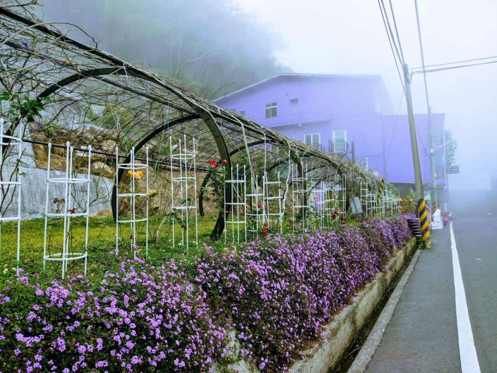 【嘉義瑞里美食】青葉山莊:賞紫藤花,品嚐「零踩雷」桌菜與山林咖啡! 紫藤花海