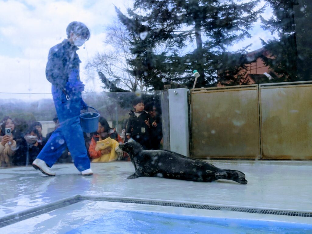 嗷嗷待哺的海豹