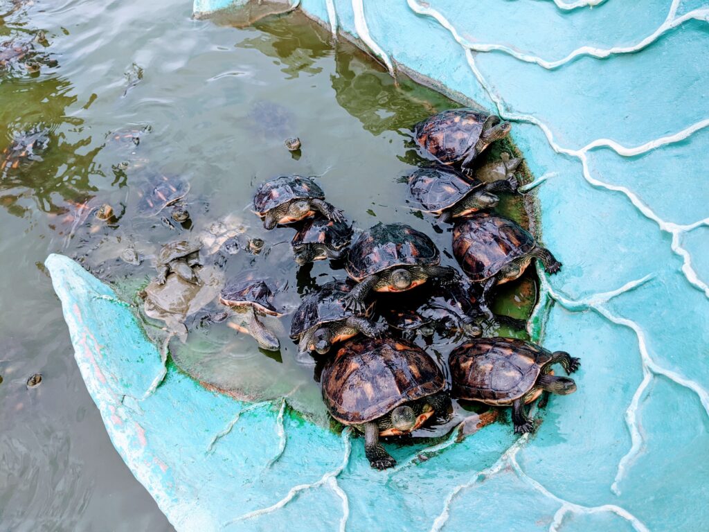 五年千歲公園的蓮花池內有許多烏龜