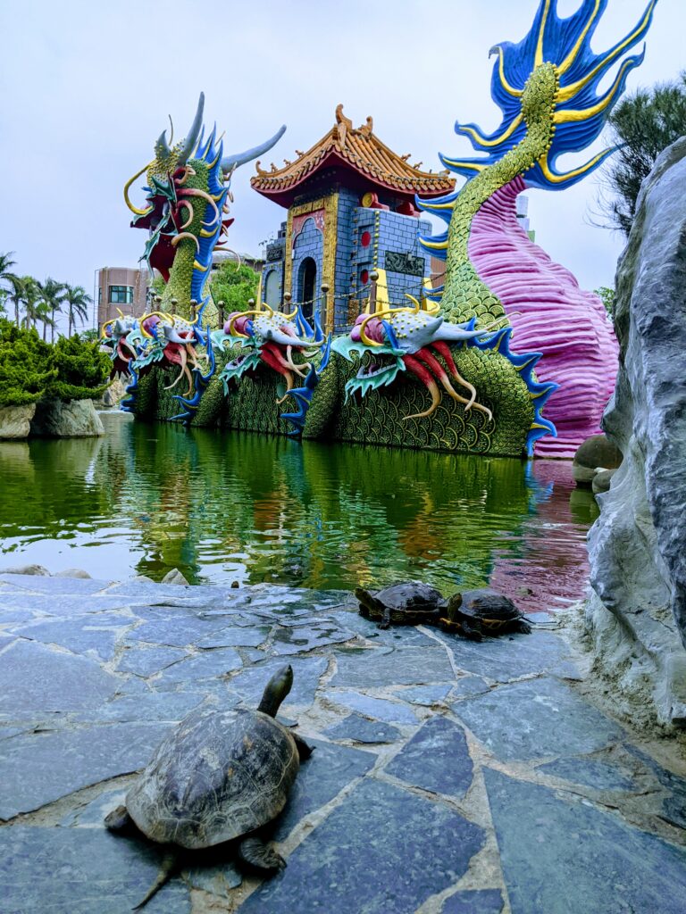 五年千歲公園的上岸休息的龜龜