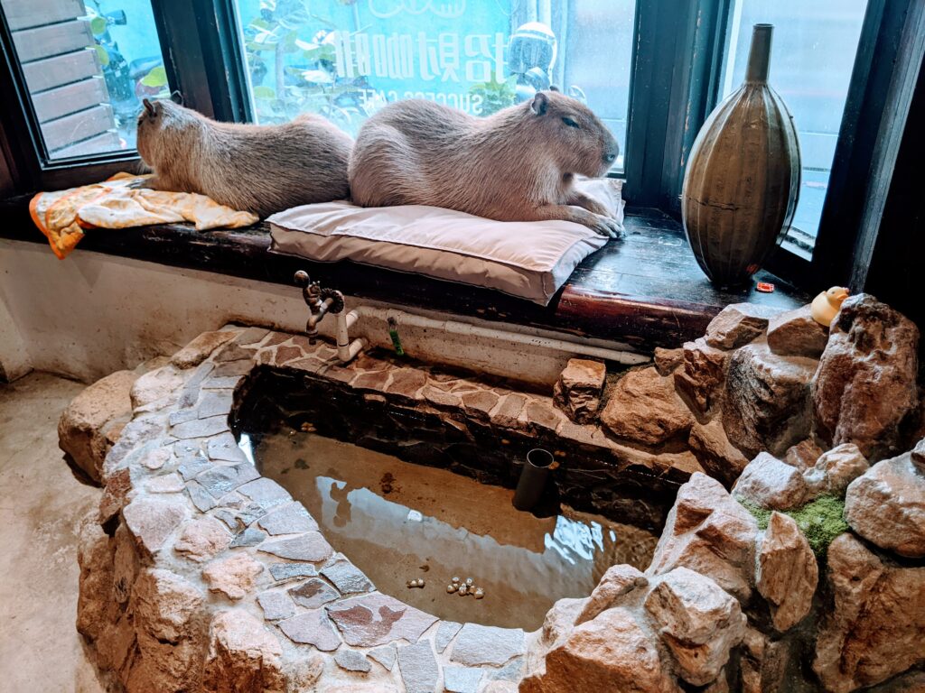 【新竹北區咖啡廳】招財咖啡:驚見水豚君鎮店!二樓貓咪天堂與卡比巴拉的雙重療癒體驗 招財咖啡的卡比巴拉區