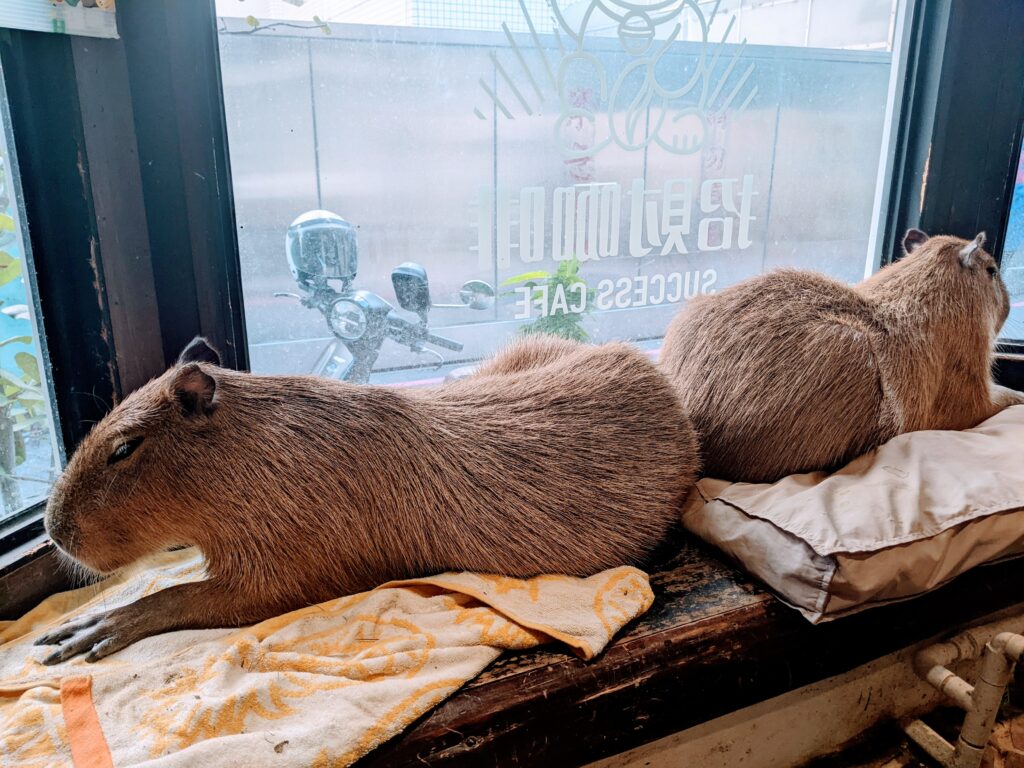 【新竹北區咖啡廳】招財咖啡:驚見水豚君鎮店!二樓貓咪天堂與卡比巴拉的雙重療癒體驗 招財咖啡的鎮店水豚