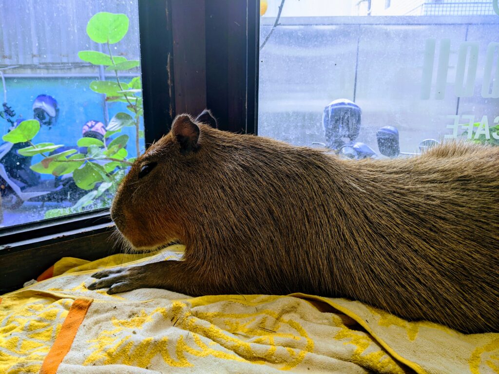 【新竹北區咖啡廳】招財咖啡:驚見水豚君鎮店!二樓貓咪天堂與卡比巴拉的雙重療癒體驗 招財咖啡的鎮店水豚-2