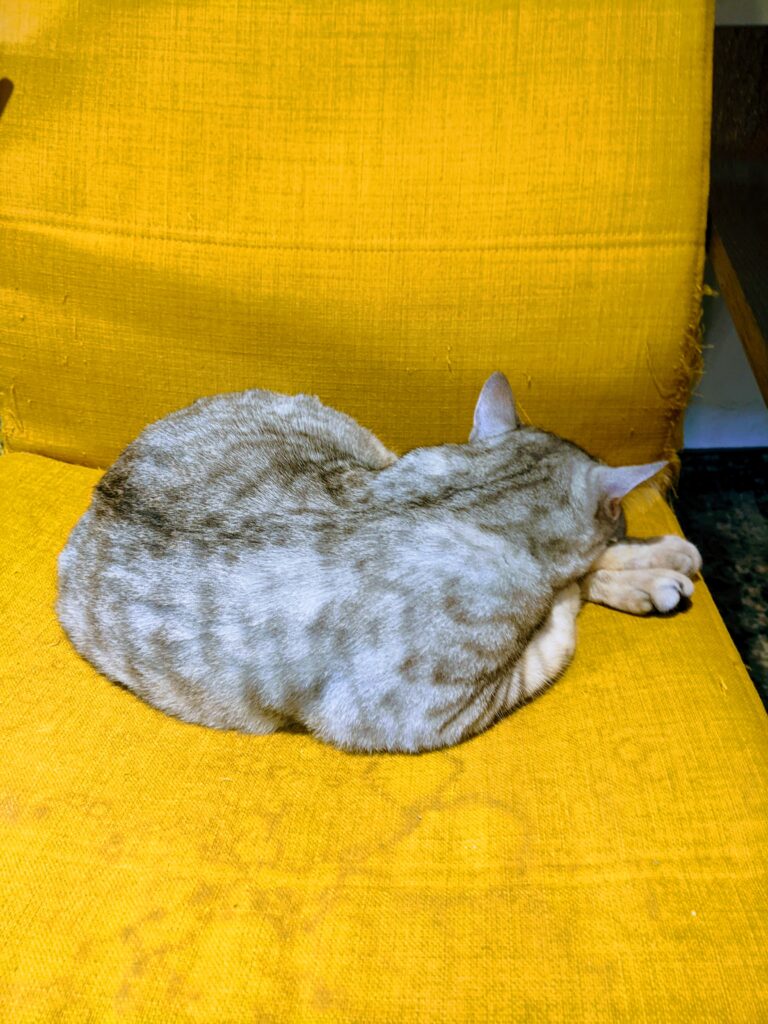 【新竹北區咖啡廳】招財咖啡:驚見水豚君鎮店!二樓貓咪天堂與卡比巴拉的雙重療癒體驗 招財咖啡-寵幸我們座位的貓主子