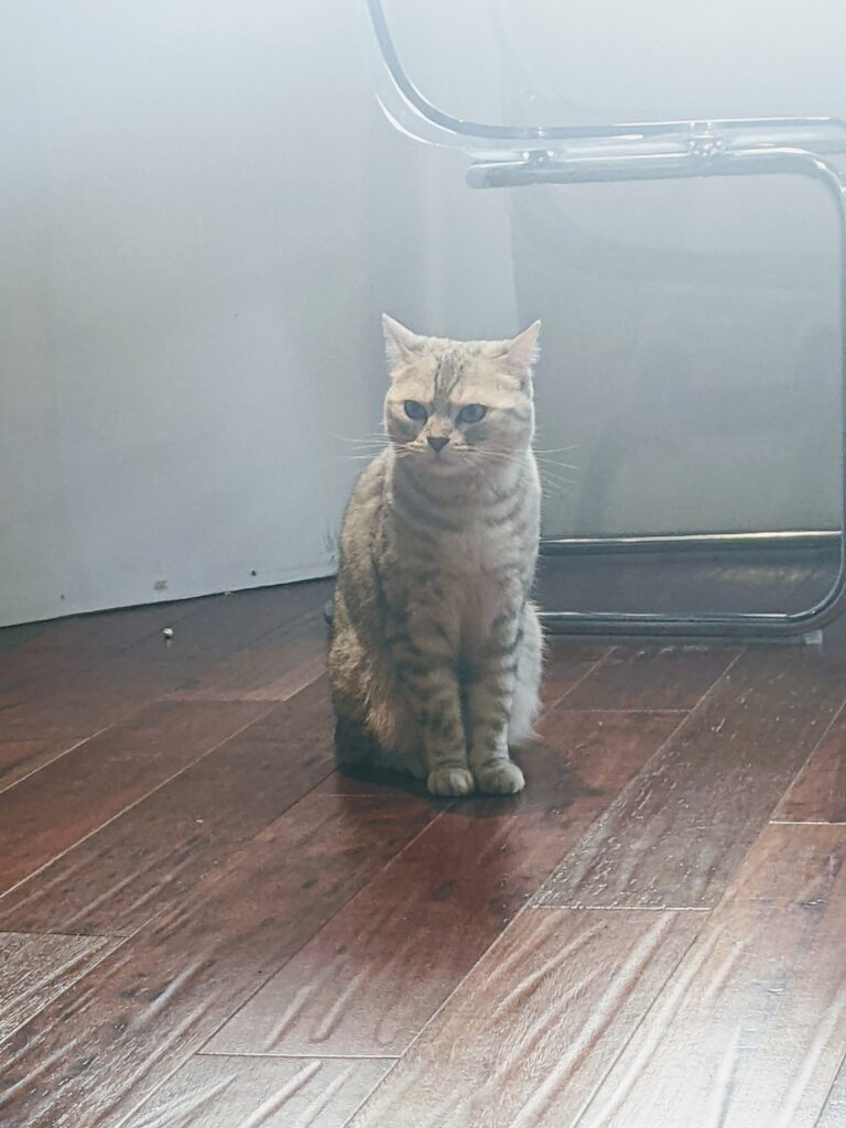 【新竹北區咖啡廳】招財咖啡:驚見水豚君鎮店!二樓貓咪天堂與卡比巴拉的雙重療癒體驗 招財咖啡的貓主子