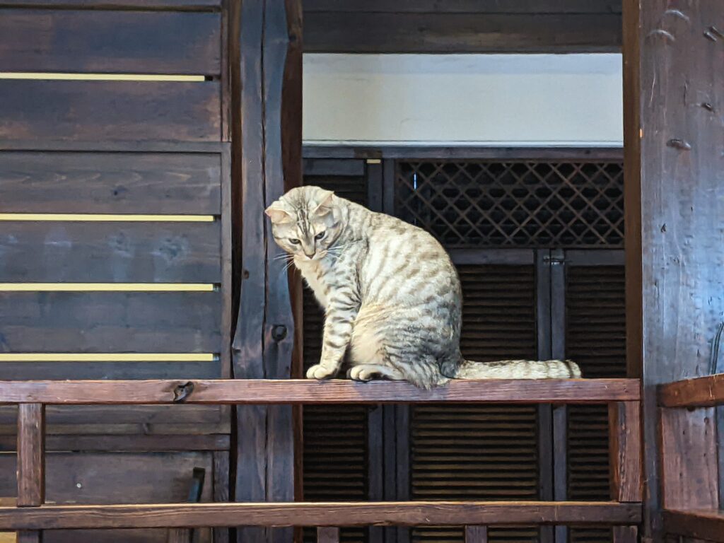 【新竹北區咖啡廳】招財咖啡:驚見水豚君鎮店!二樓貓咪天堂與卡比巴拉的雙重療癒體驗 招財咖啡中坐在欄杆上的貓主子