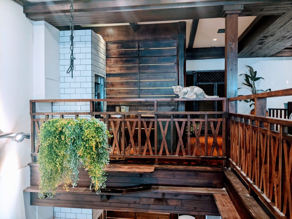 【新竹北區咖啡廳】招財咖啡:驚見水豚君鎮店!二樓貓咪天堂與卡比巴拉的雙重療癒體驗 招財咖啡三樓遇到的貓主子