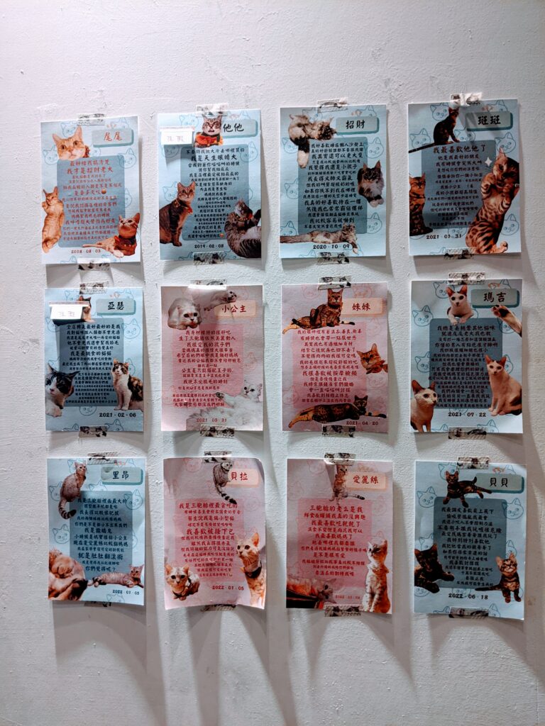 【新竹北區咖啡廳】招財咖啡:驚見水豚君鎮店!二樓貓咪天堂與卡比巴拉的雙重療癒體驗 招財咖啡的貓主子介紹