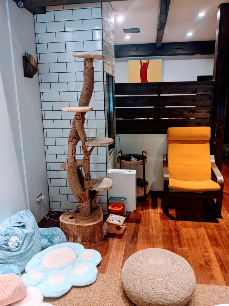 【新竹北區咖啡廳】招財咖啡:驚見水豚君鎮店!二樓貓咪天堂與卡比巴拉的雙重療癒體驗 招財咖啡的貓跳臺