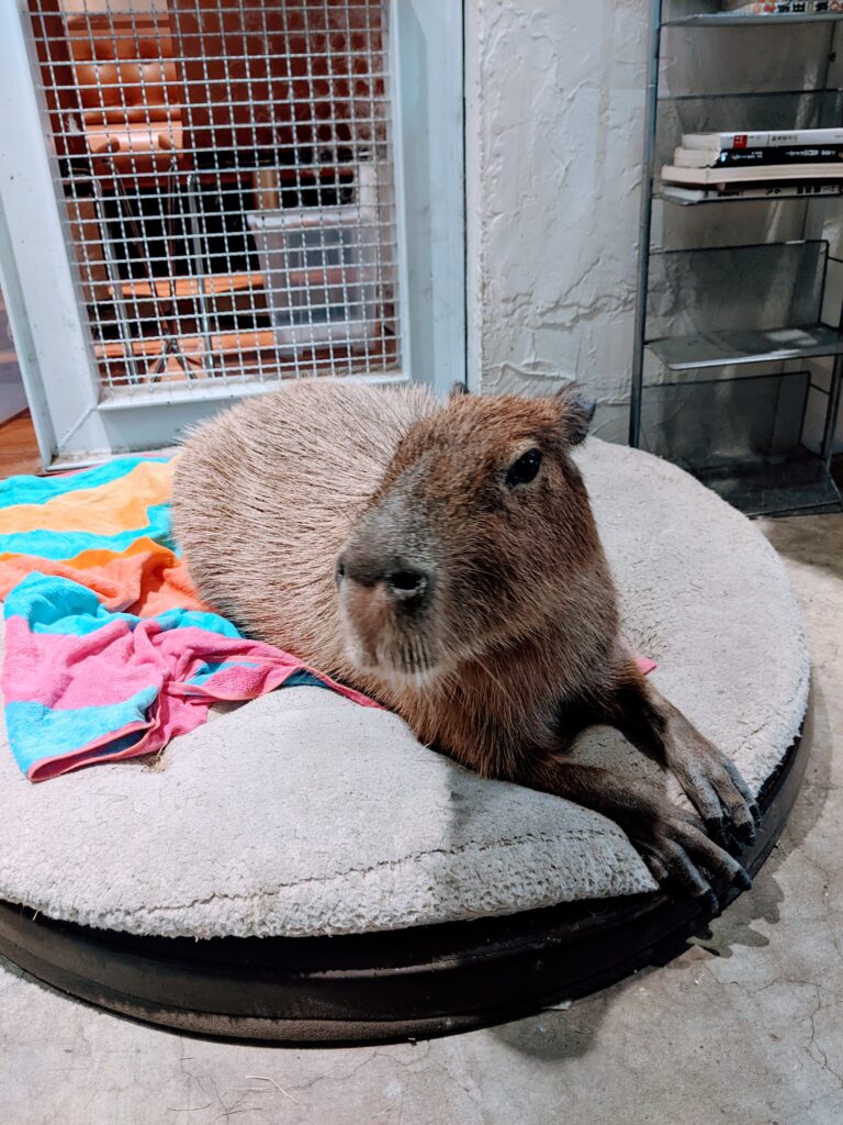 【新竹北區咖啡廳】招財咖啡:驚見水豚君鎮店!二樓貓咪天堂與卡比巴拉的雙重療癒體驗 招財咖啡的卡比巴拉