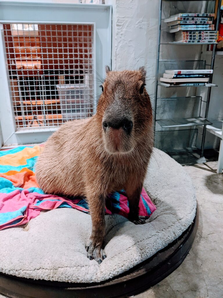 【新竹北區咖啡廳】招財咖啡:驚見水豚君鎮店!二樓貓咪天堂與卡比巴拉的雙重療癒體驗 招財咖啡的卡比巴拉-2