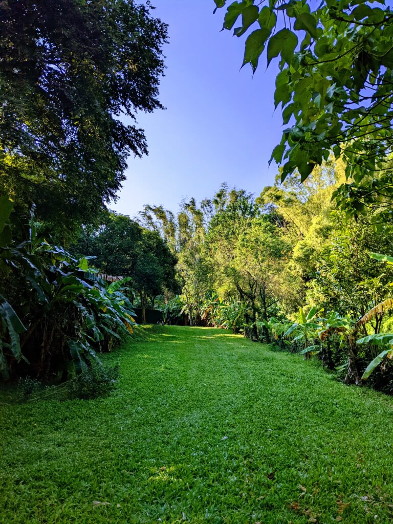 民雄金桔觀光工廠的大草皮