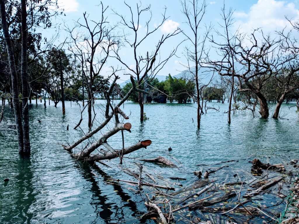 大埔湖濱公園中被淹沒的樹林