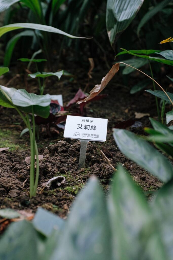 國立自然科學博物館植物園中名為艾莉絲的植物