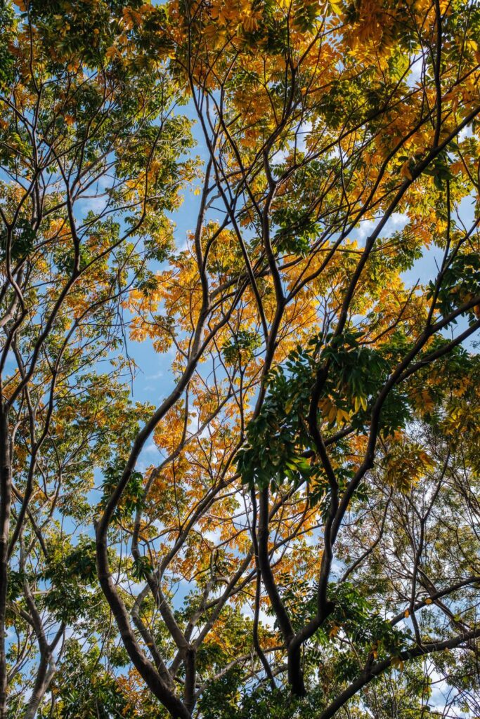 國立自然科學博物館植物園中的天空