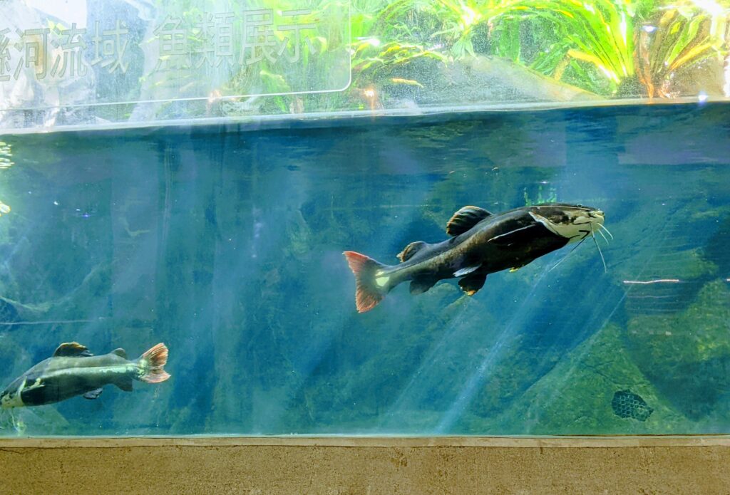 國立自然科學博物館植物園的巨大水族箱