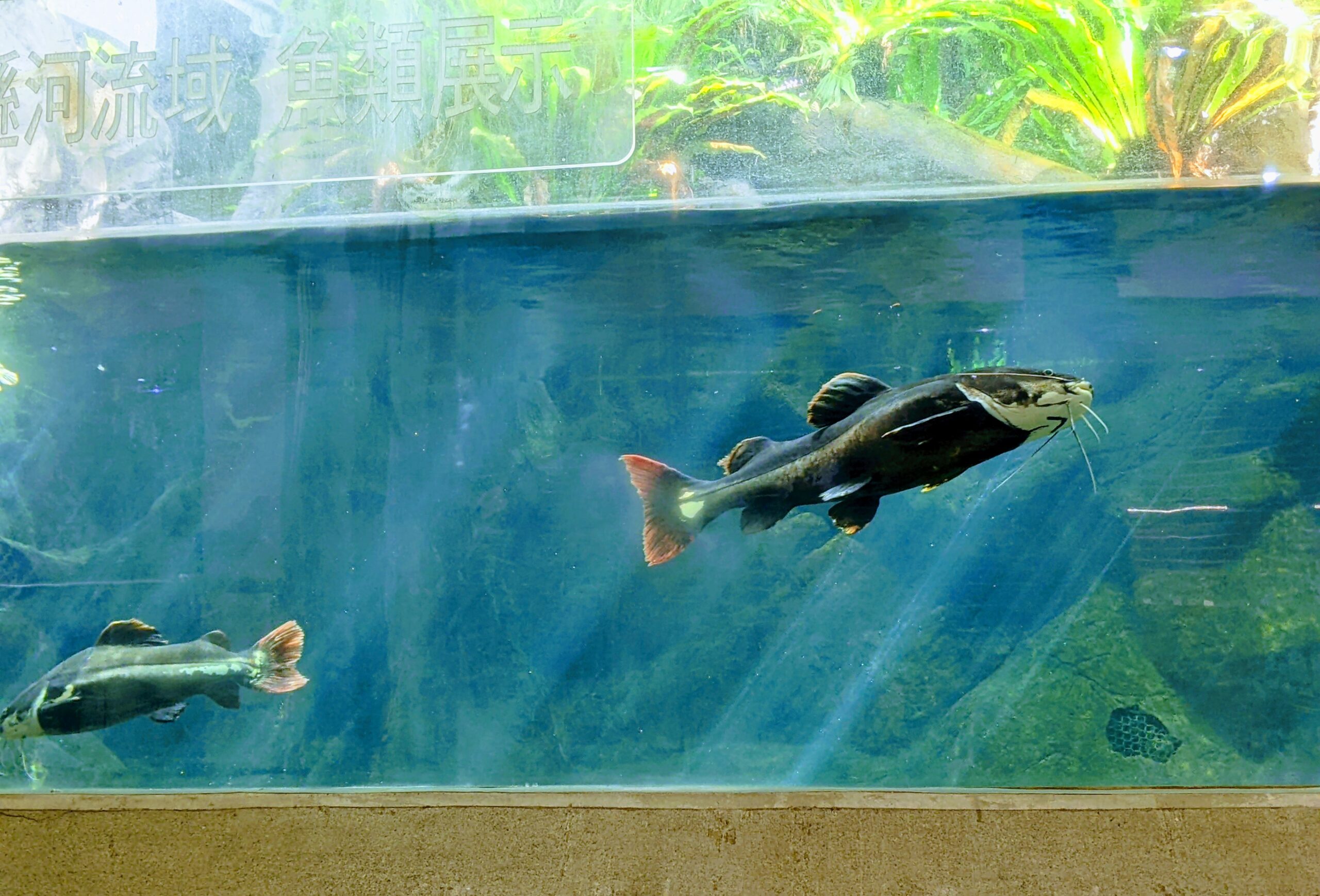 國立自然科學博物館植物園的巨大水族箱