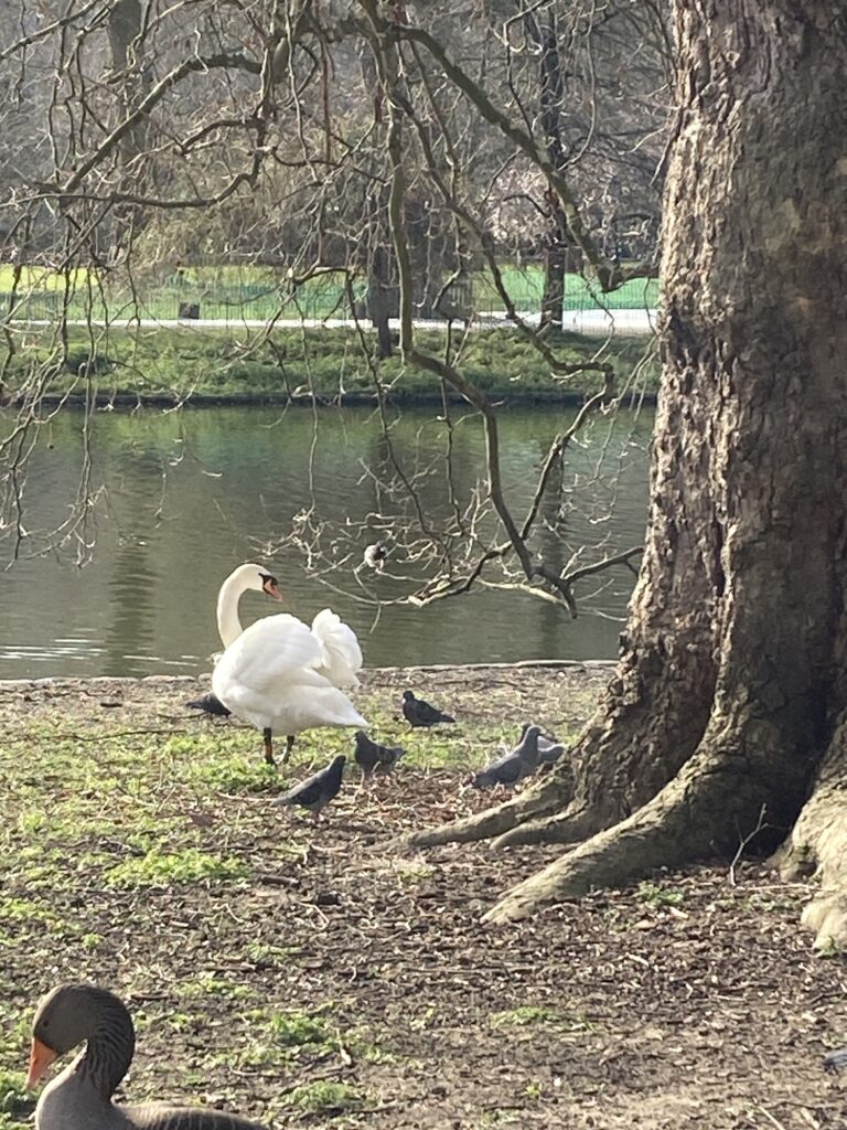 肯辛頓公園中優雅的白天鵝