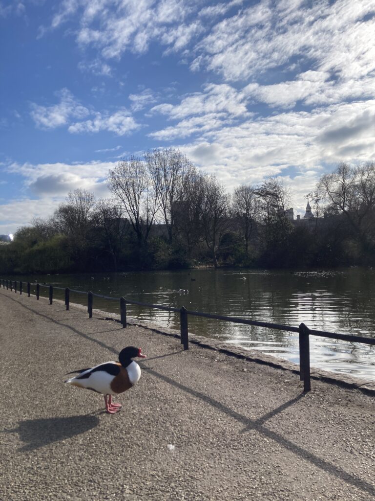 肯辛頓公園裡隨處可見水鳥野鴨散步的畫面-2