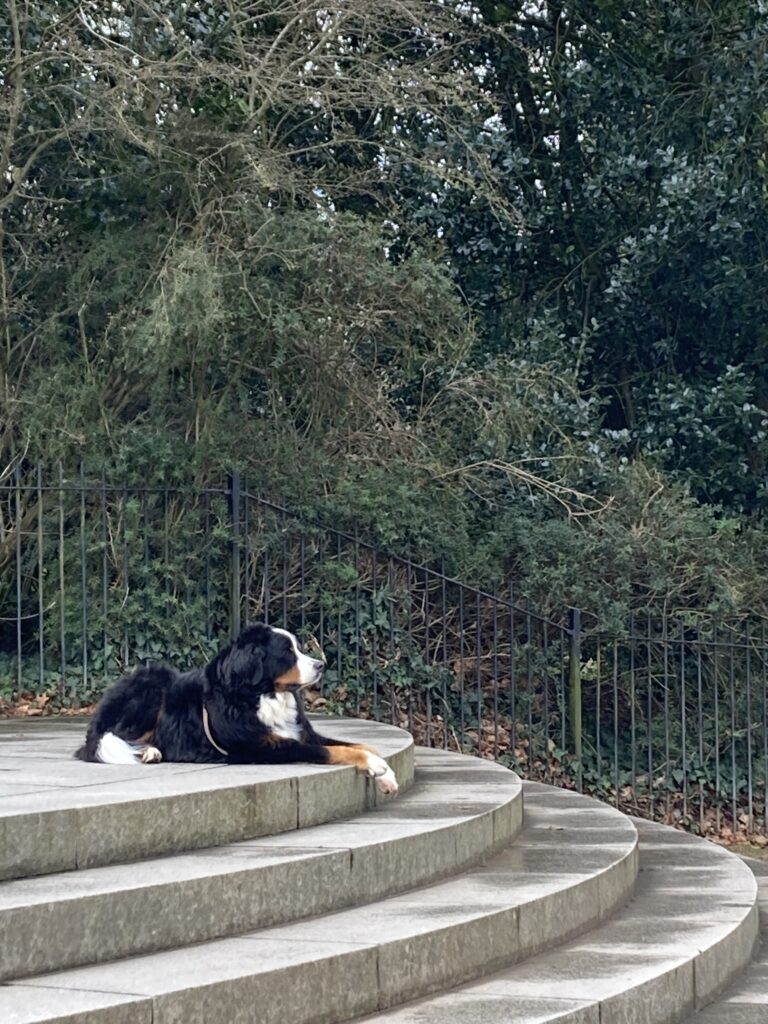 格林威治公園裡，拍在台階上的伯恩山犬