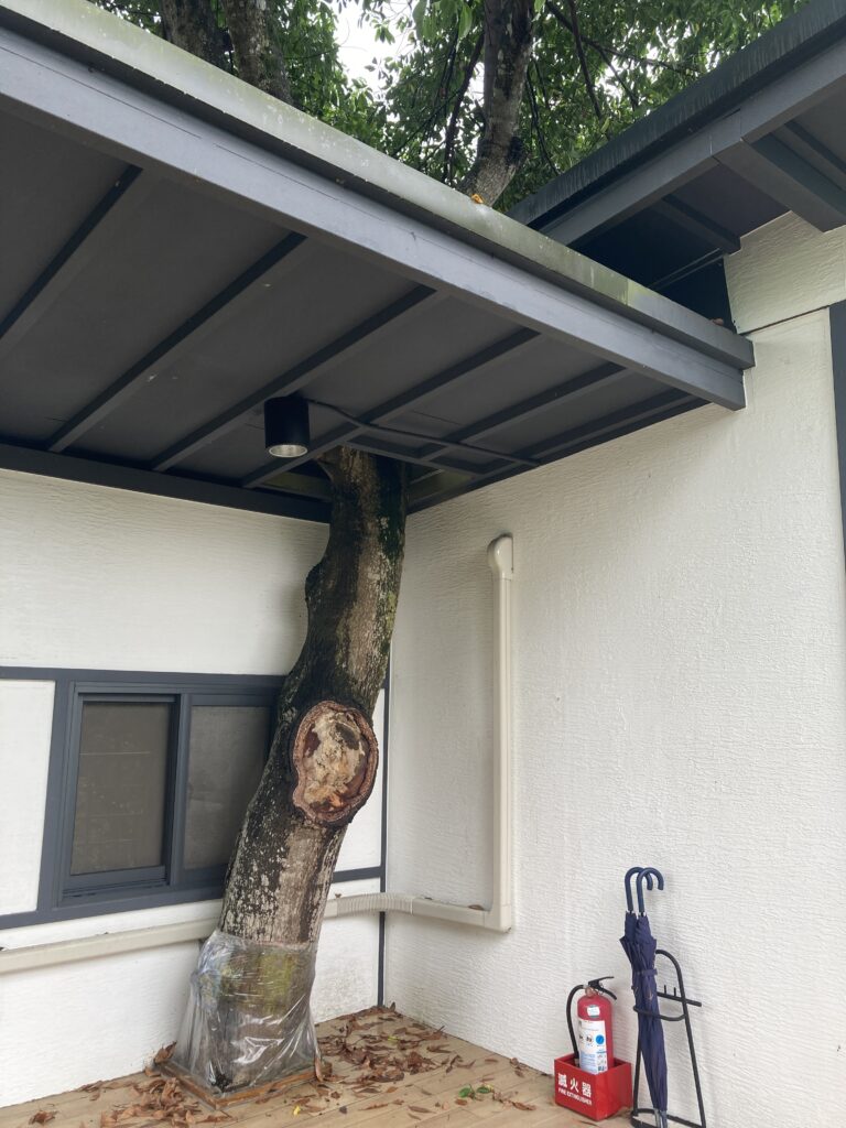 水與松森林莊園樹屋二樓穿破屋頂的樹幹