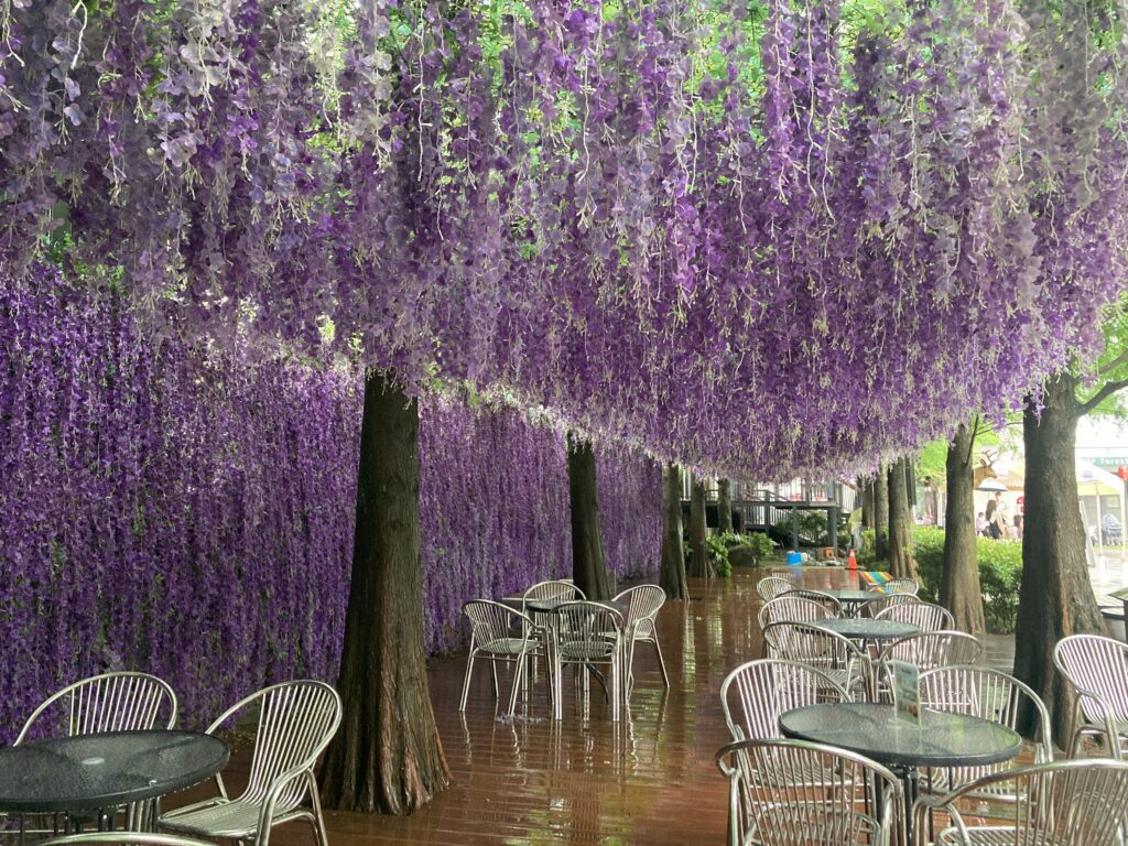 水與松森林莊園的滿版紫藤花隧道