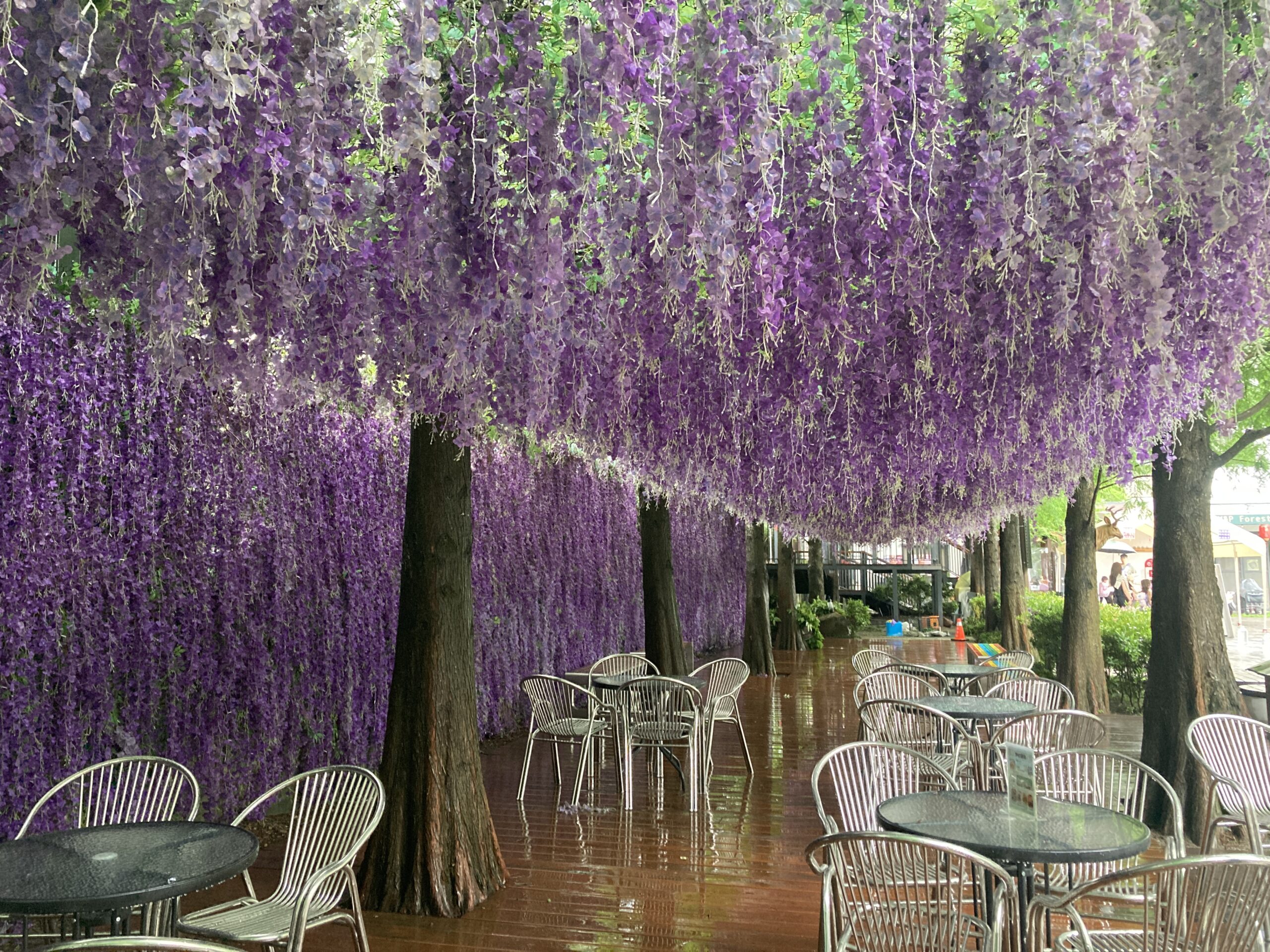水與松森林莊園的滿版紫藤花隧道