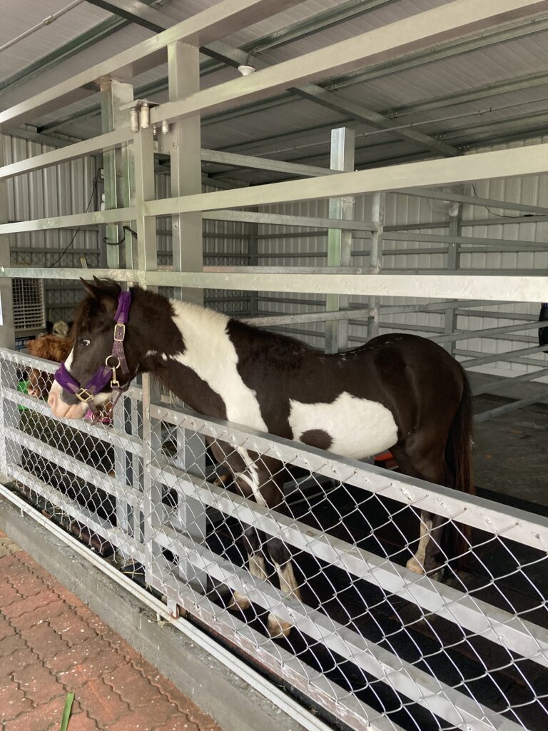 水與松萌萌園的迷你馬