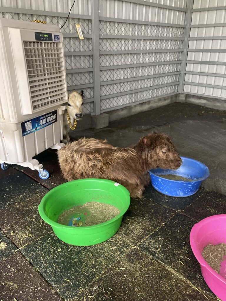 水與松萌萌園的迷你牛崽崽