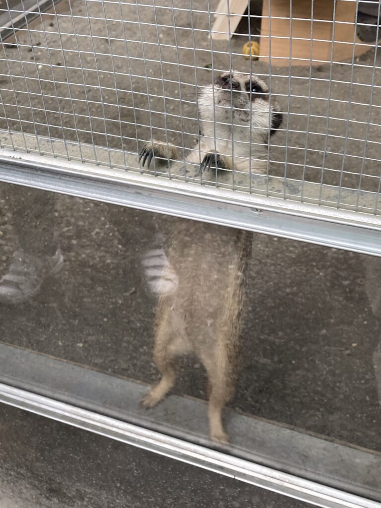 水與松萌萌園的狐獴