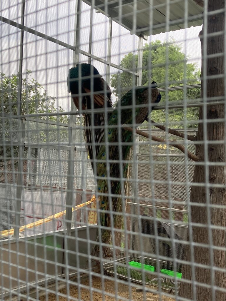 水與松萌萌園的孔雀