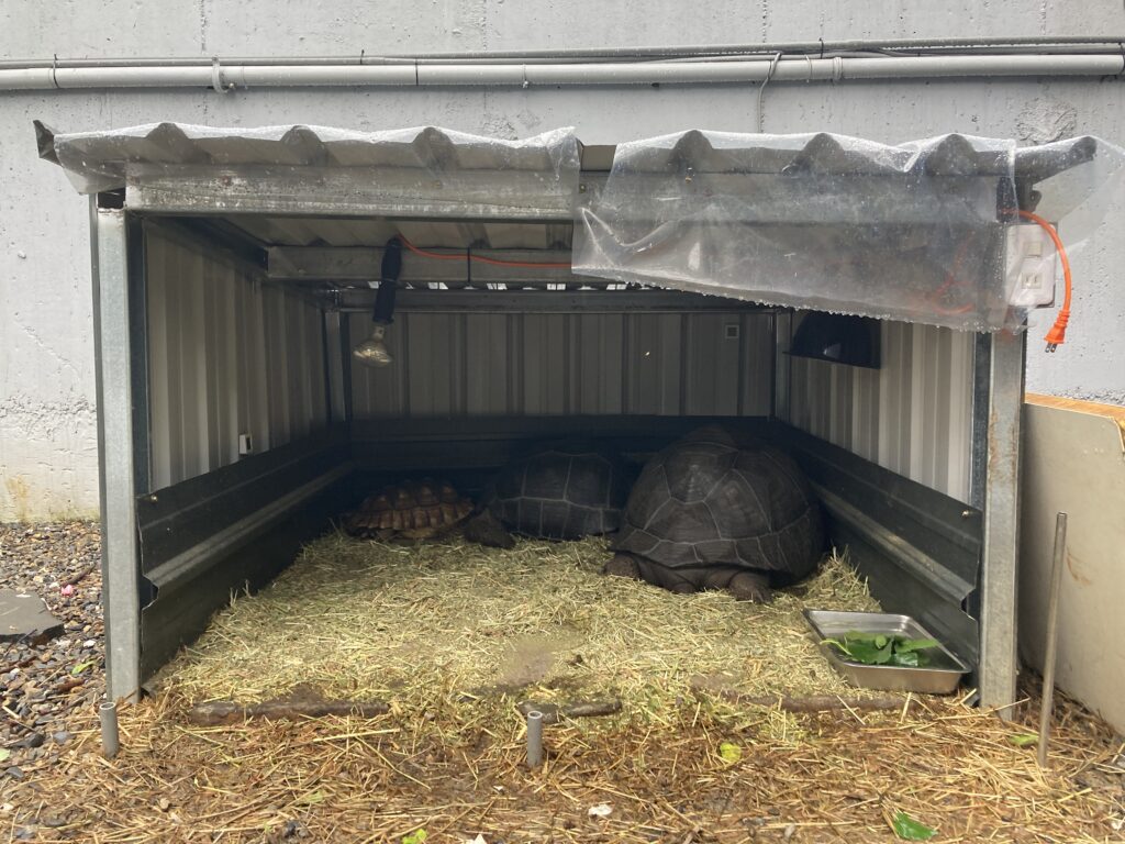 水與松萌萌園裡睡大覺的陸龜