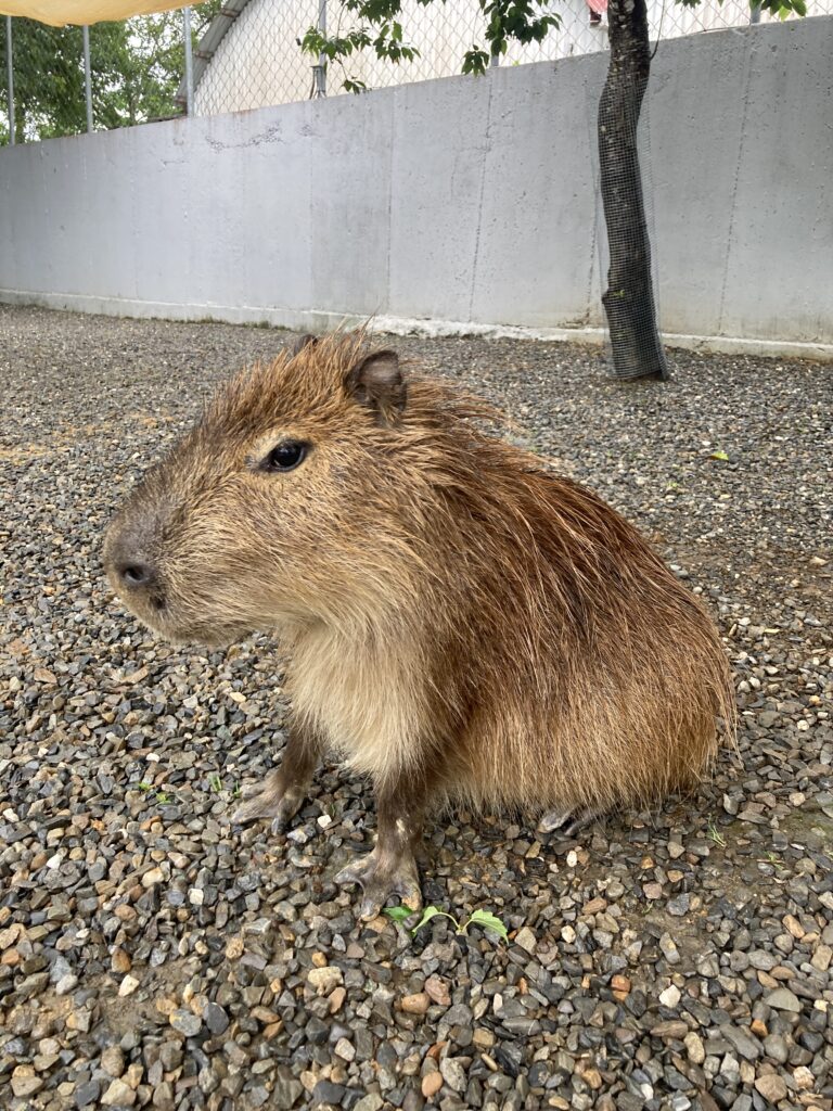 水與松萌萌園的卡比巴拉