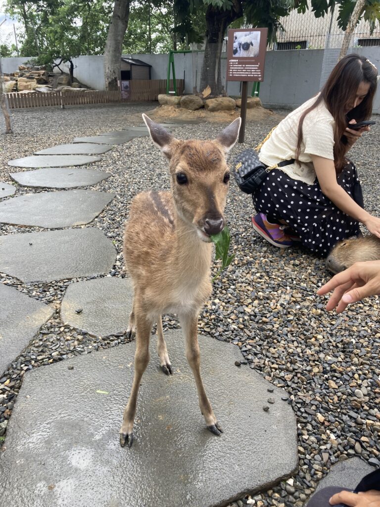 水與松萌萌園的斑比