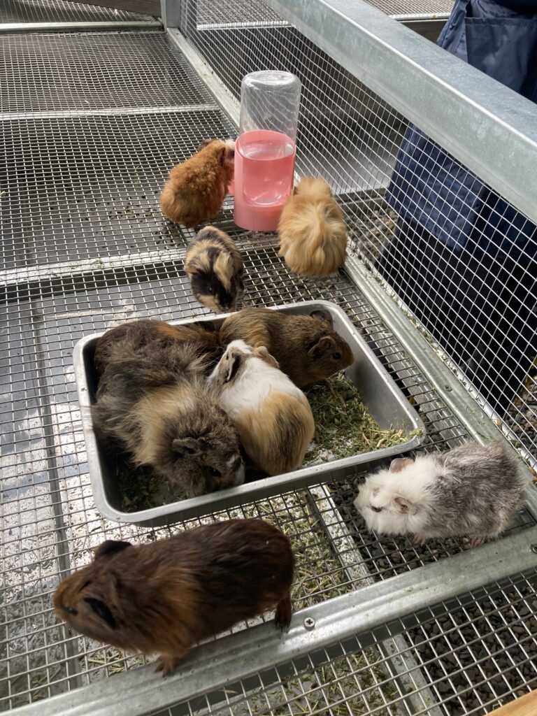 水與松萌萌園的天竺鼠群