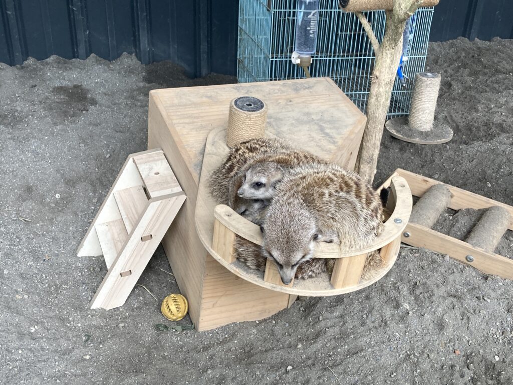 水與松萌萌園的小狐獴
