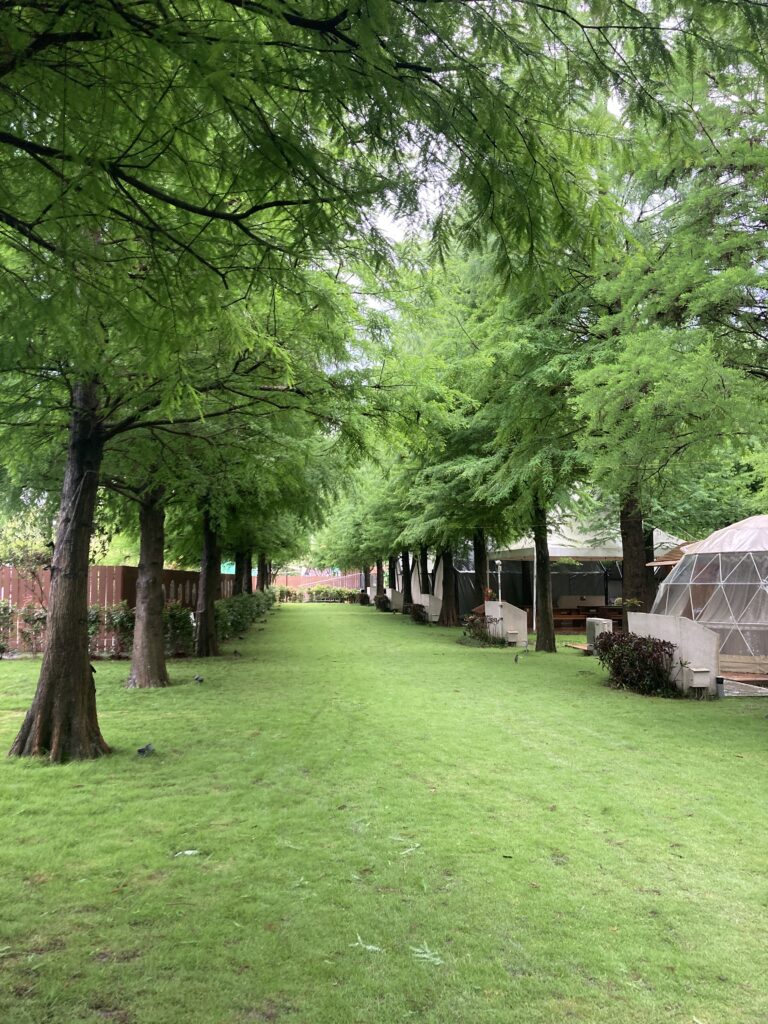 水與松森林莊園，白天下雨後的清爽草坪