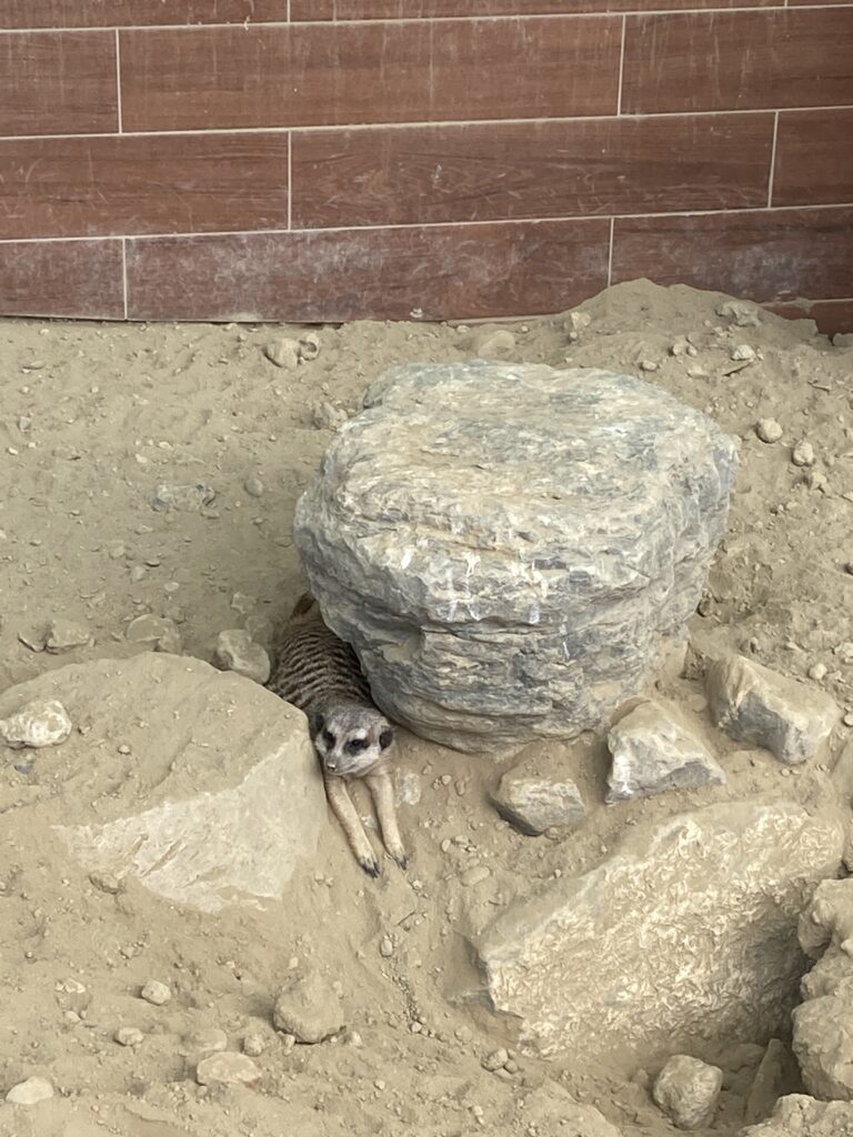 三隻小豬觀光農場的趴地狐獴