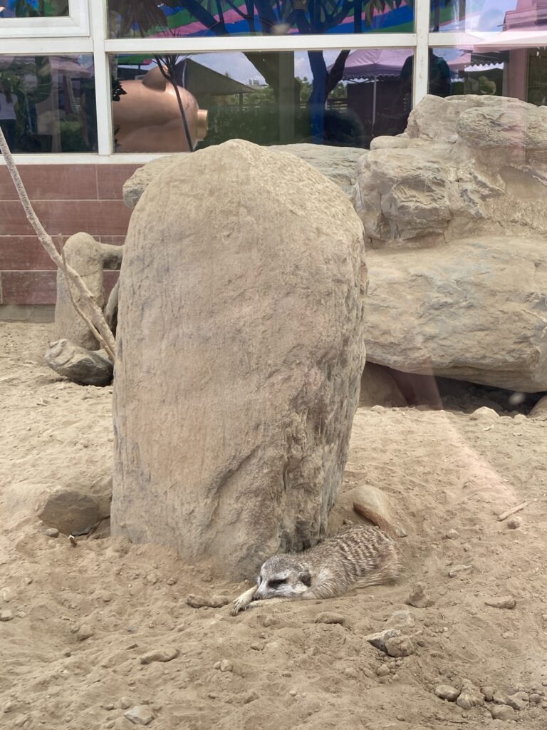 三隻小豬觀光農場的趴地狐獴-2
