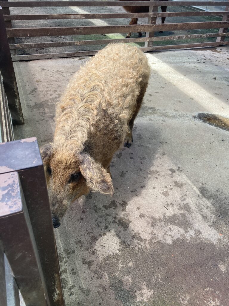 三隻小豬觀光農場的綿羊豬