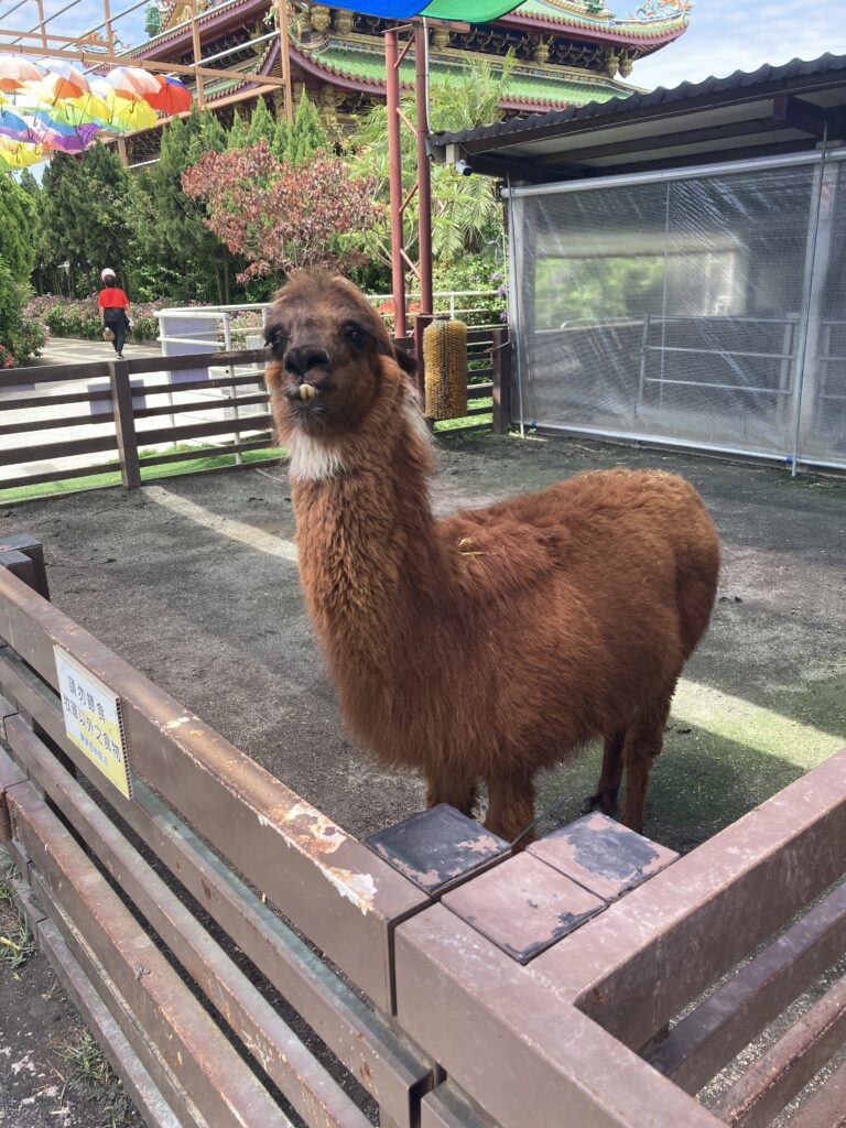 三隻小豬觀光農場的駱馬