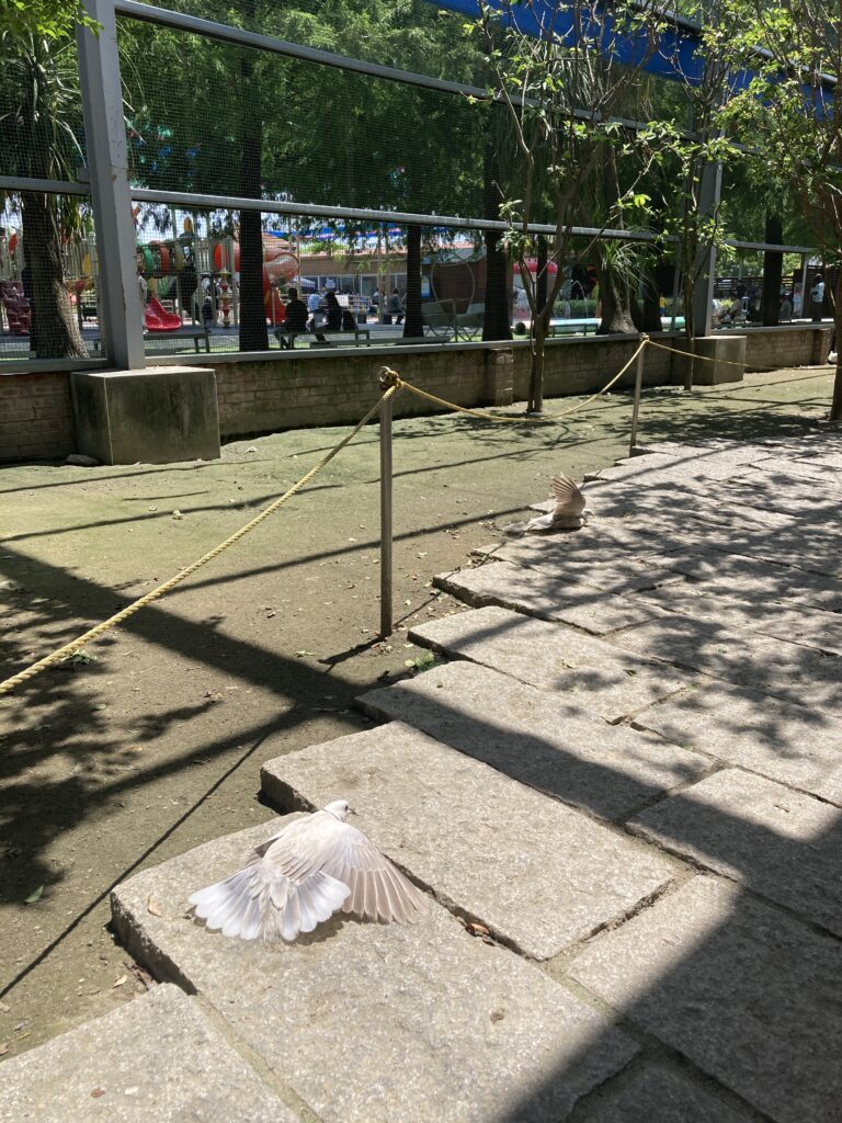 三隻小豬觀光農場正在曬翅膀的白鴿