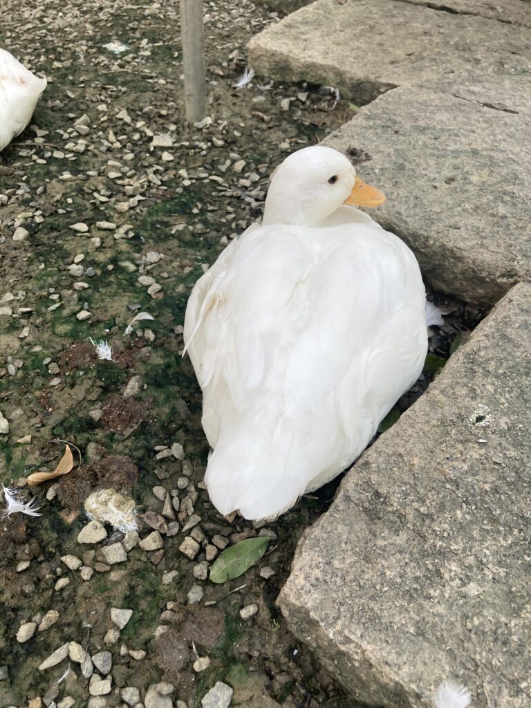 三隻小豬觀光農場的柯爾鴨