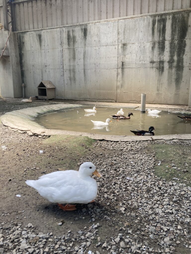 三隻小豬觀光農場中，水池邊的各種水鳥