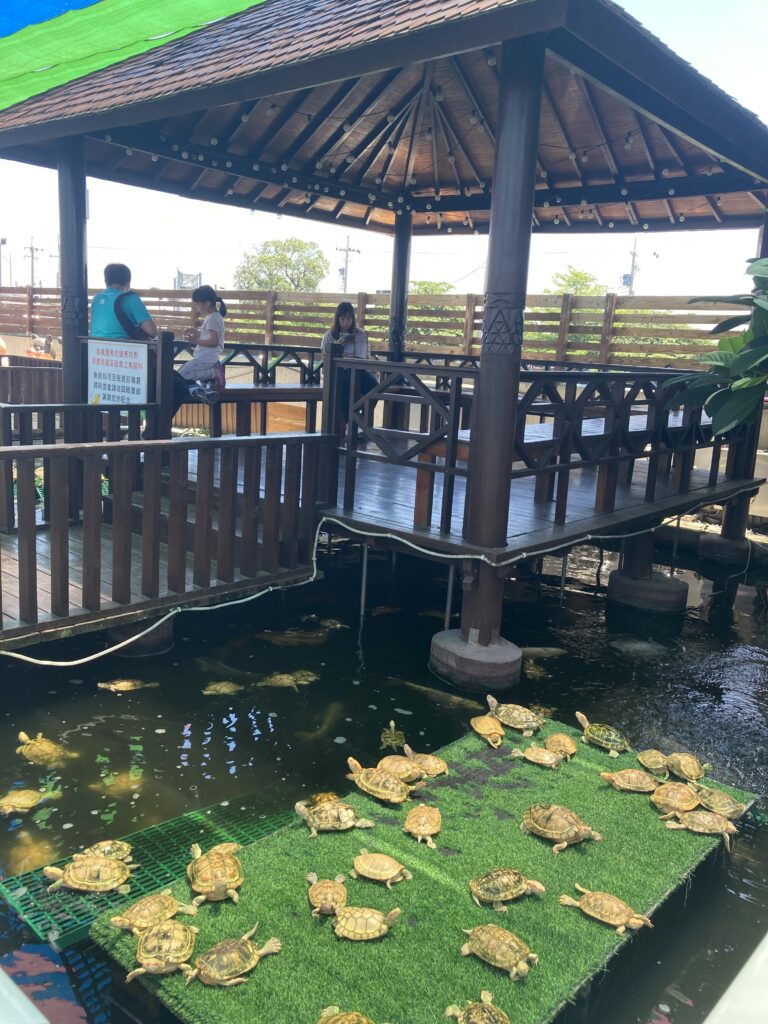 三隻小豬觀光農場的烏龜池