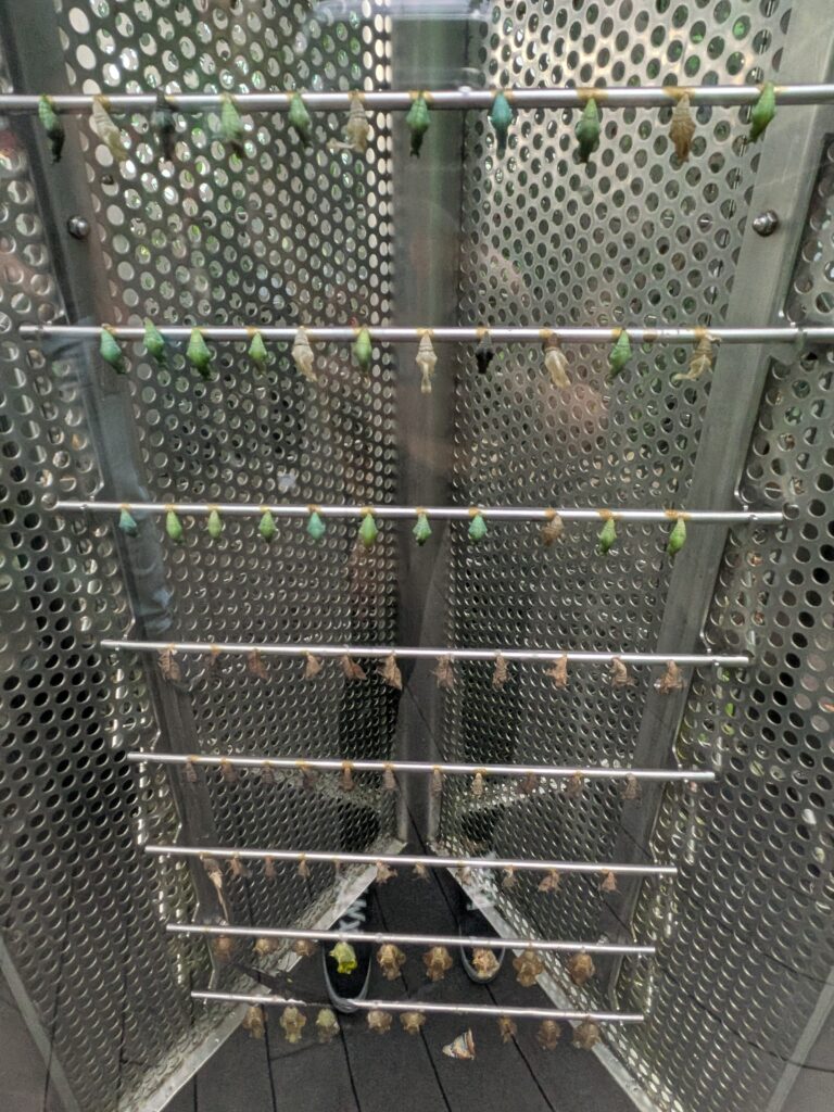 蝴蝶園的蛹的生長櫥窗