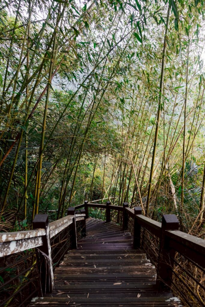 太興岩步道的竹林木棧道